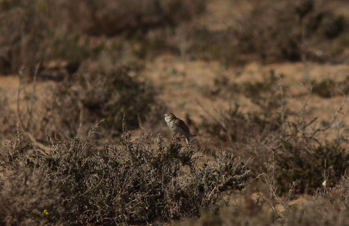 Mediterranean Short-toed Lark - ML627799044