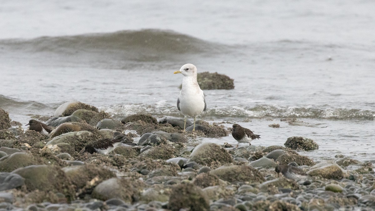 Short-billed Gull - ML627799047