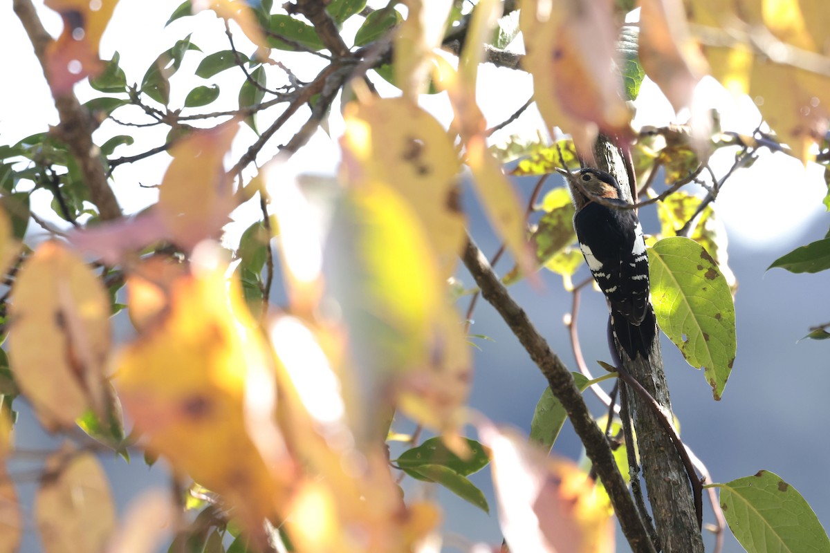 Crimson-naped Woodpecker - ML627799054