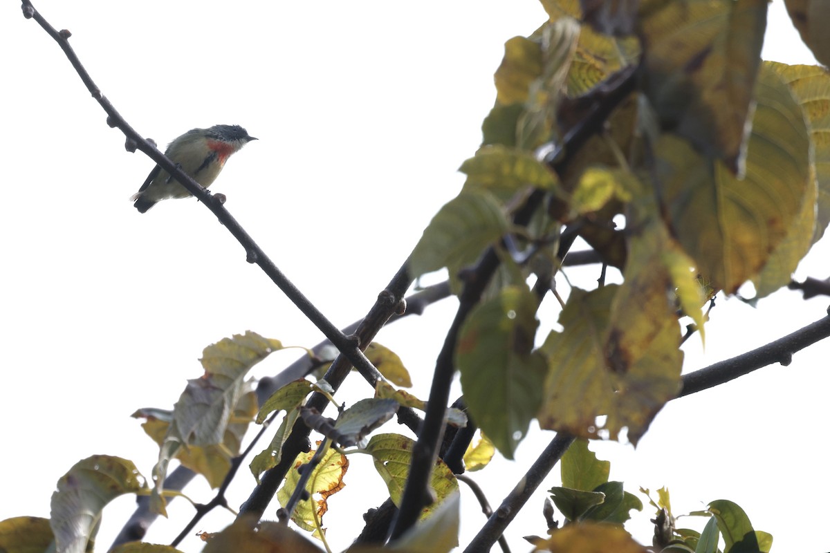 Fire-breasted Flowerpecker - ML627799057