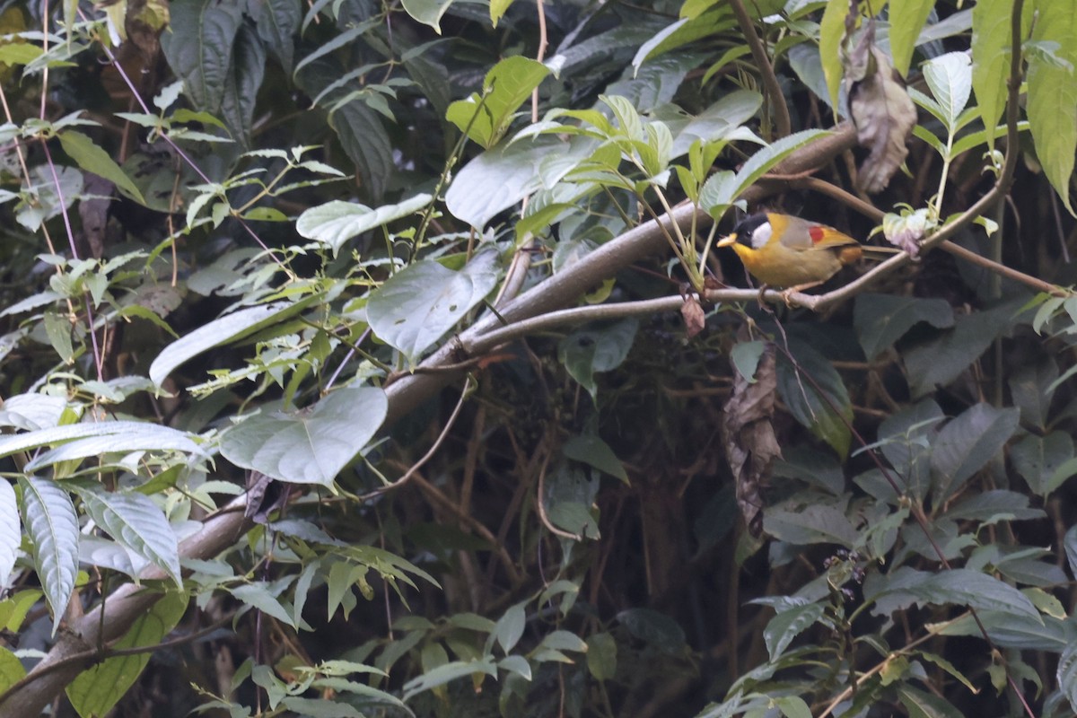 Silver-eared Mesia - ML627799070