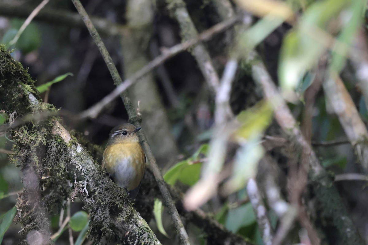 White-browed Bush-Robin - ML627799087