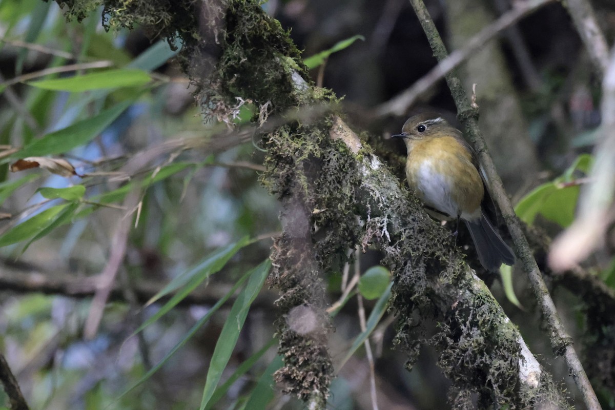 White-browed Bush-Robin - ML627799088