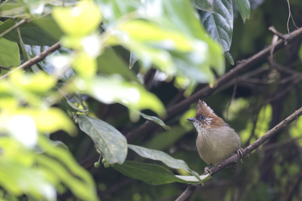 White-naped Yuhina - ML627799102