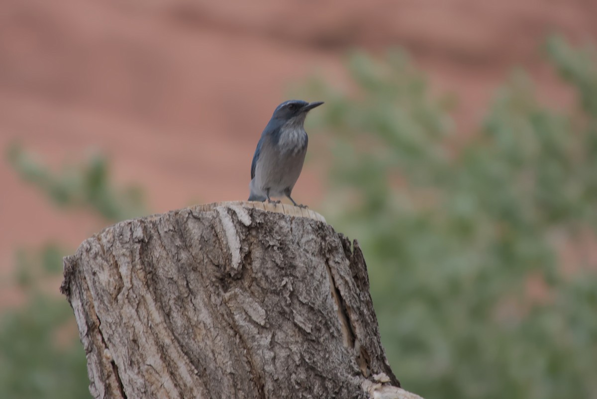 Woodhouse's Scrub-Jay - ML627799105