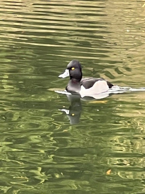 Ring-necked Duck - ML627799109