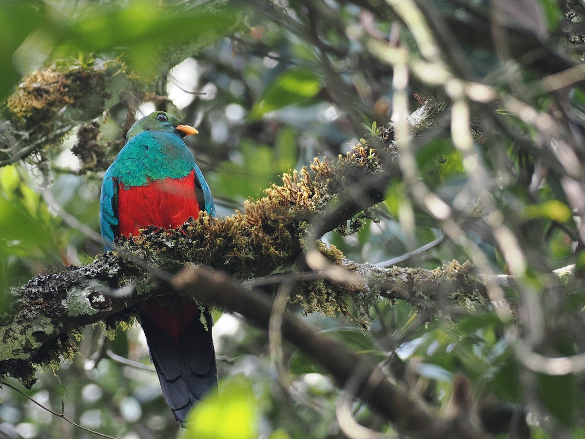 Golden-headed Quetzal - ML627799131