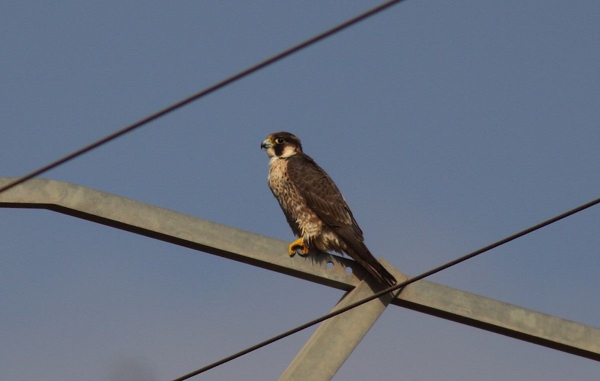 Peregrine Falcon (Barbary) - ML627799190