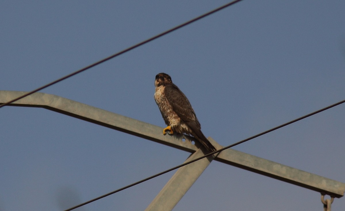 Peregrine Falcon (Barbary) - ML627799191