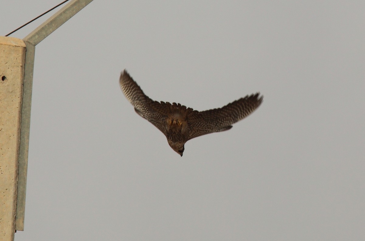 Peregrine Falcon (Barbary) - ML627799192