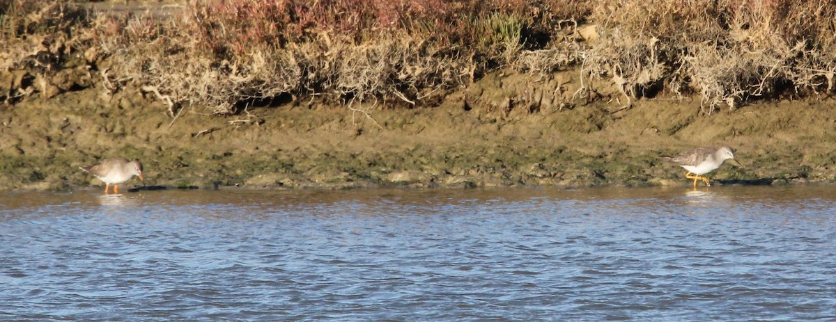 Lesser Yellowlegs - Francesc Xavier Macia Valverde
