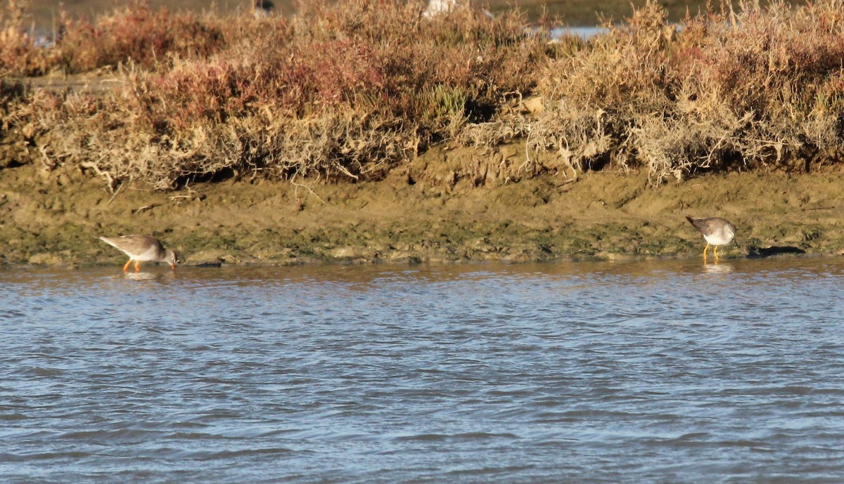 Lesser Yellowlegs - ML627799196