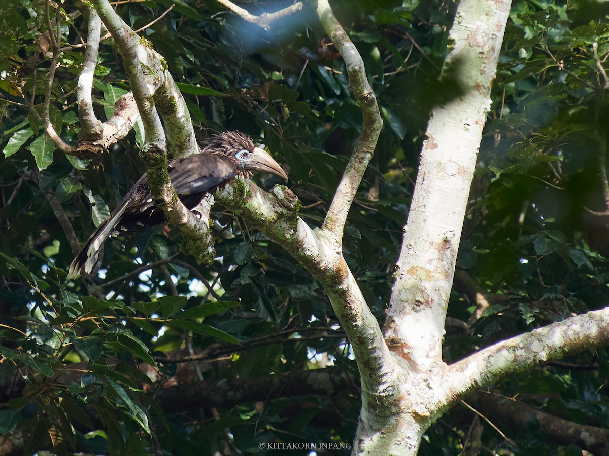 Rusty-cheeked Hornbill - ML627799221