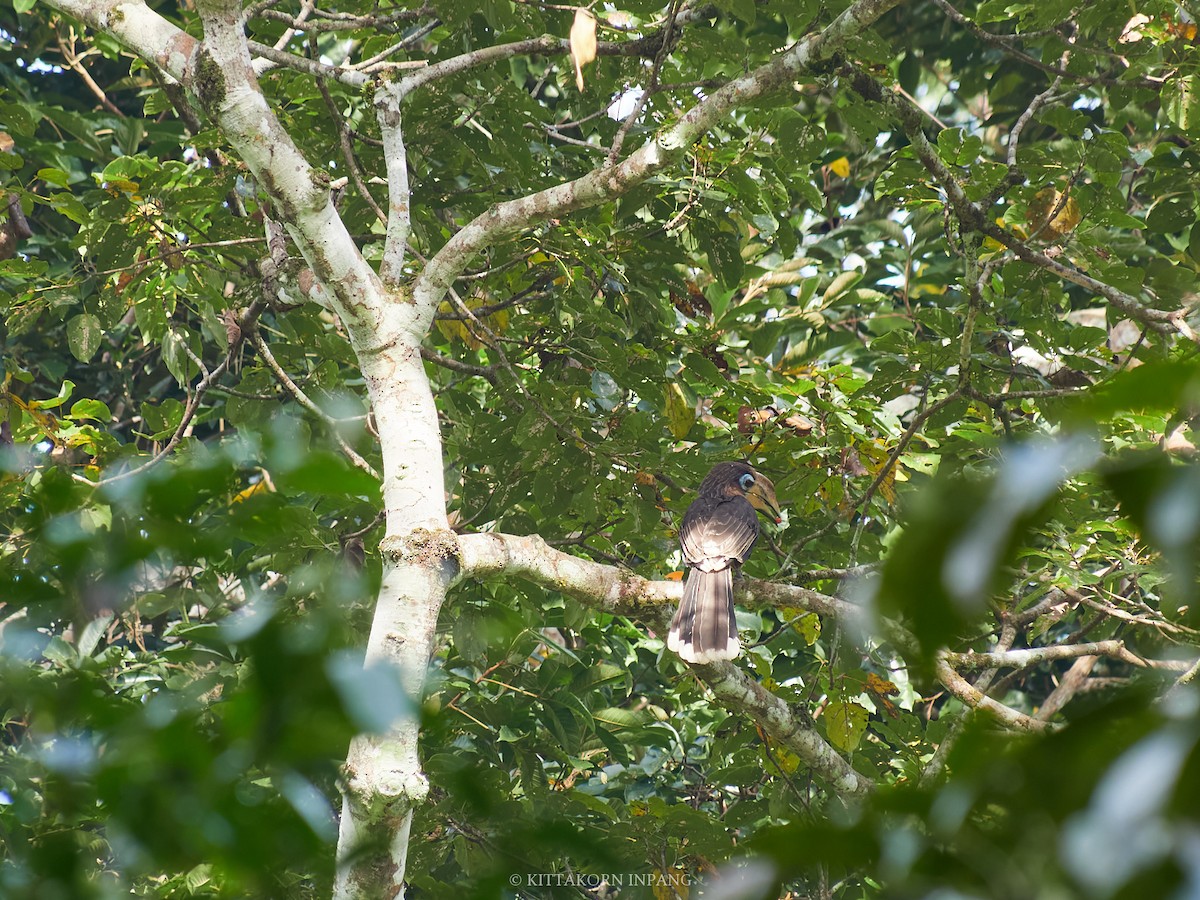 Rusty-cheeked Hornbill - ML627799222