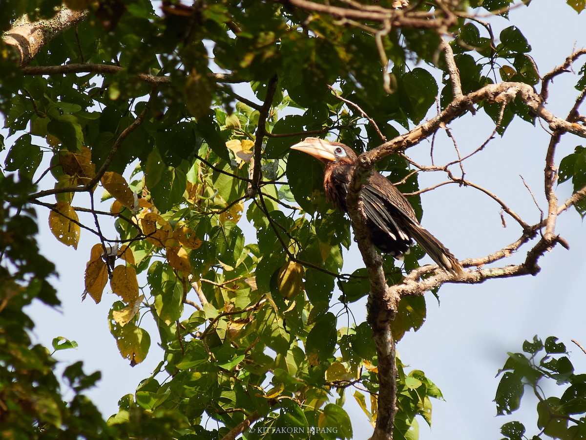 Rusty-cheeked Hornbill - ML627799223