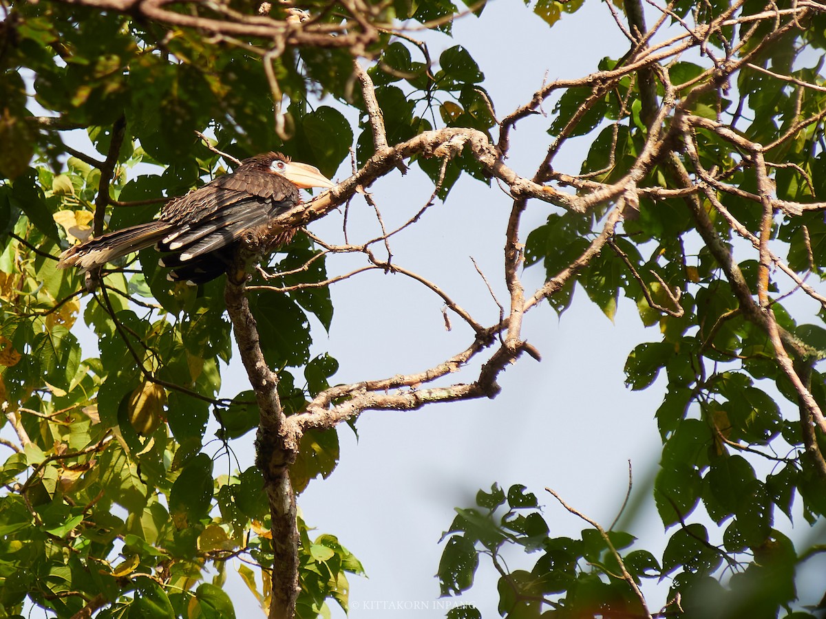 Rusty-cheeked Hornbill - ML627799224