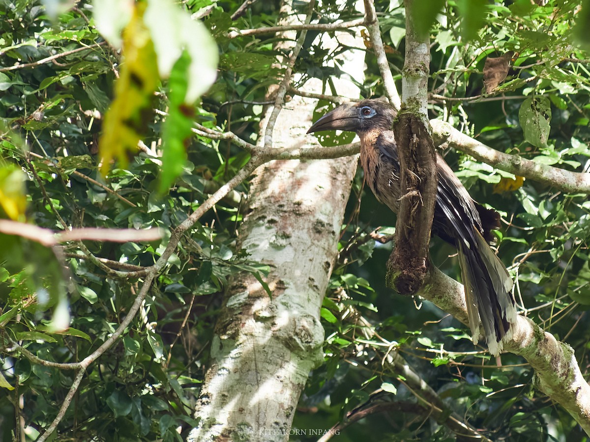 Rusty-cheeked Hornbill - ML627799225