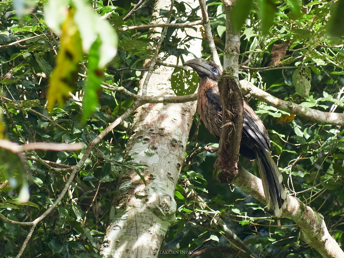 Rusty-cheeked Hornbill - ML627799226