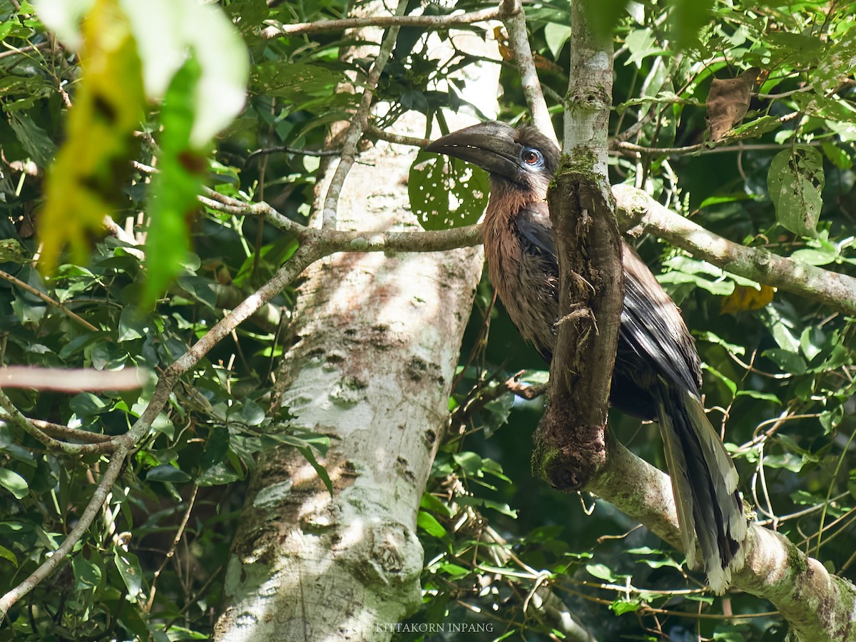 Rusty-cheeked Hornbill - ML627799227