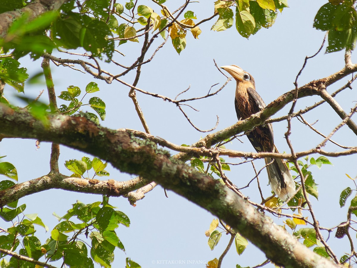 Rusty-cheeked Hornbill - ML627799228