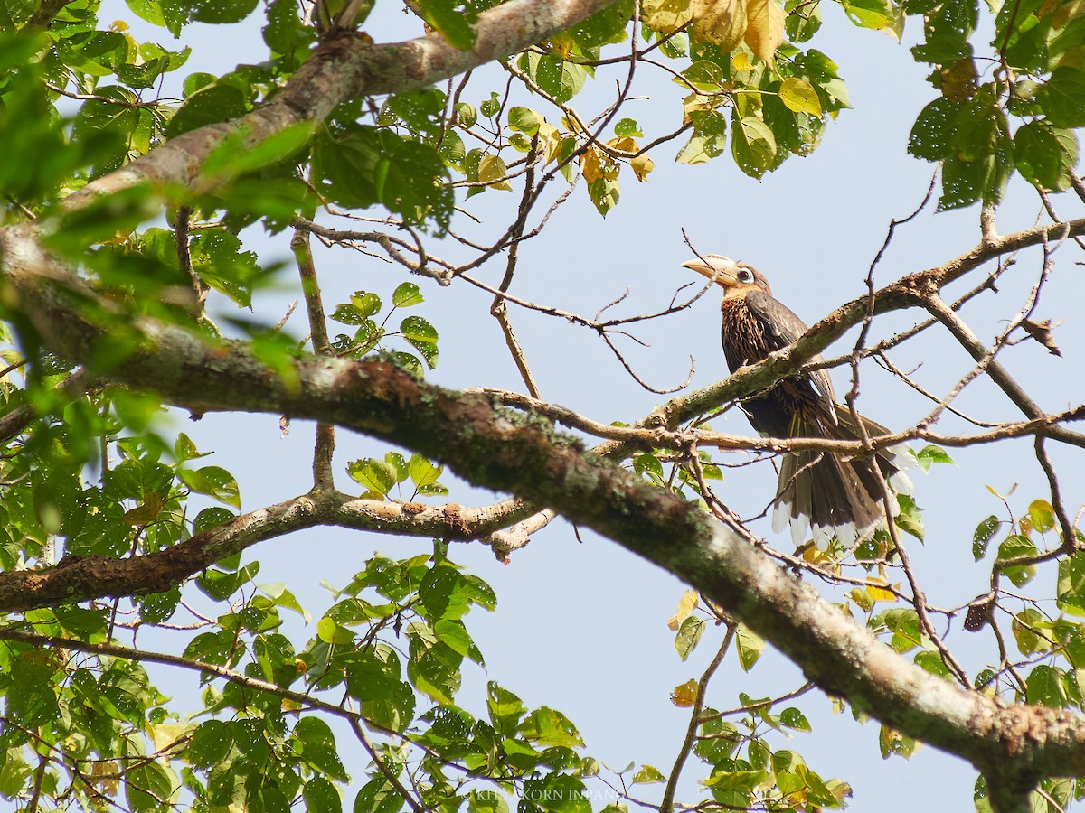 Rusty-cheeked Hornbill - ML627799229