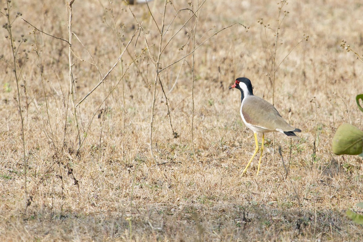 Red-wattled Lapwing - ML627799235