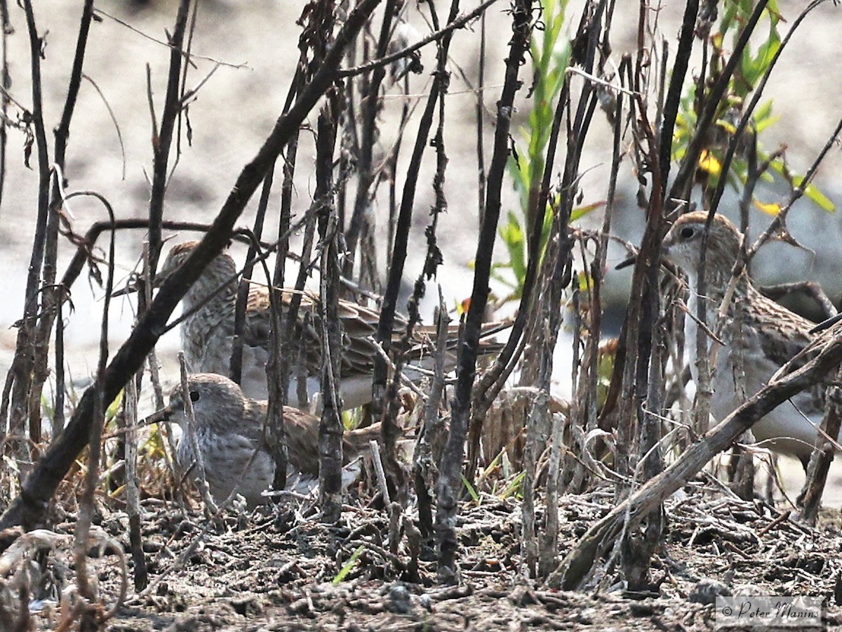 White-rumped Sandpiper - ML627799253