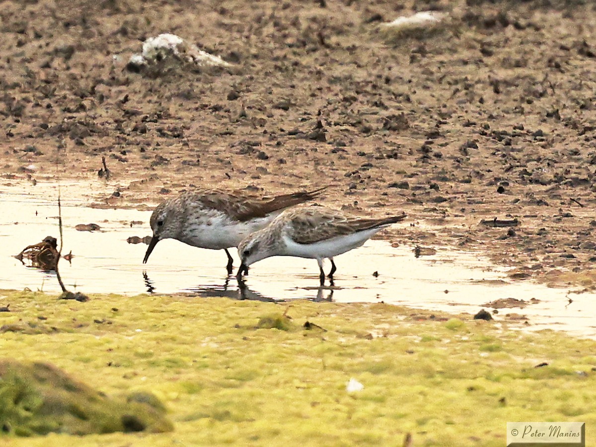 White-rumped Sandpiper - ML627799257