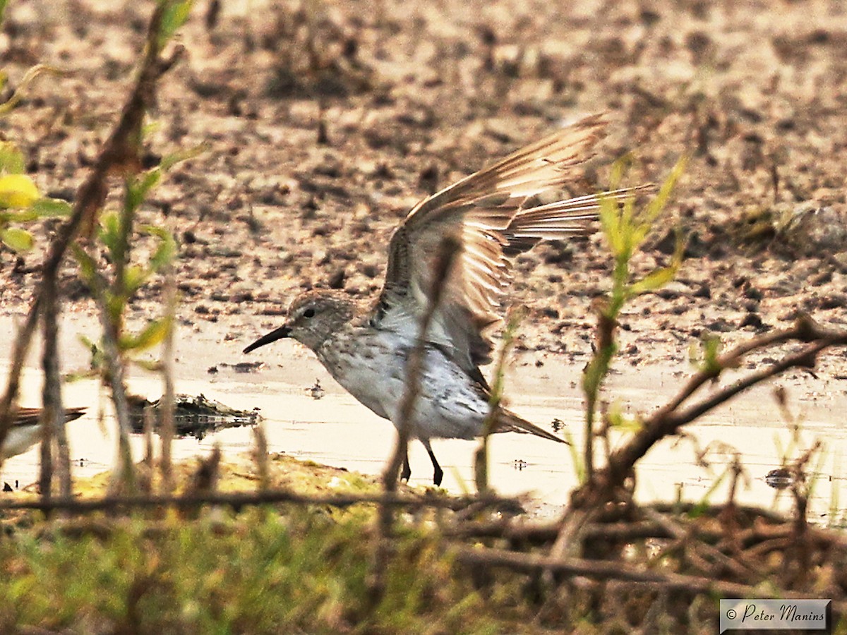 White-rumped Sandpiper - ML627799262