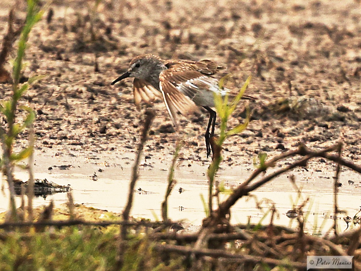 White-rumped Sandpiper - ML627799265