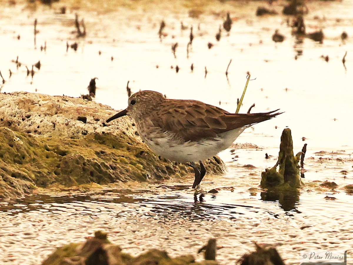 White-rumped Sandpiper - ML627799267