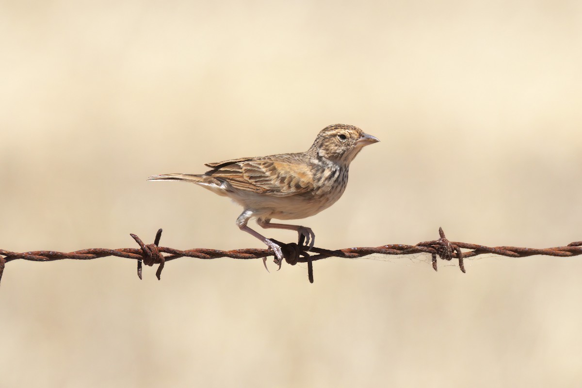 Singing Bushlark - ML627799275