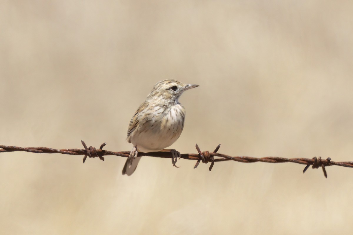 Australian Pipit - ML627799290