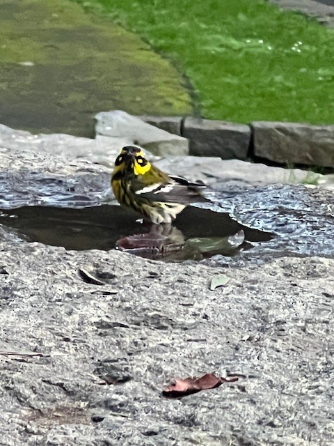 Townsend's Warbler - ML627799293