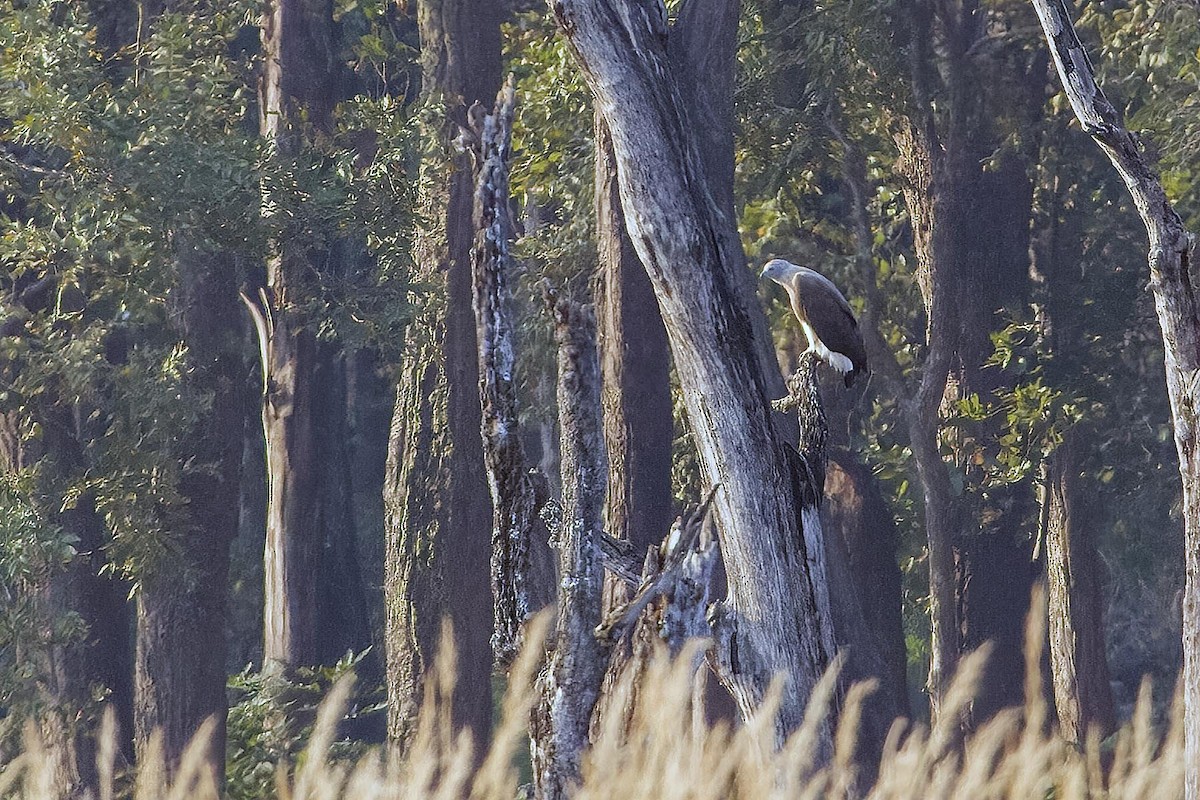 Gray-headed Fish-Eagle - ML627799296