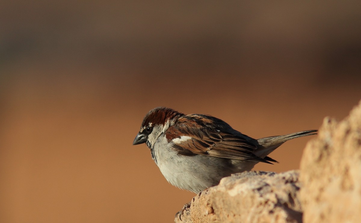 House Sparrow - ML627799358