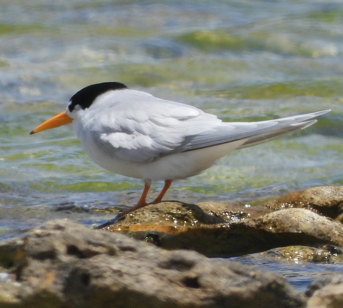 Крячок австралійський - ML627799411