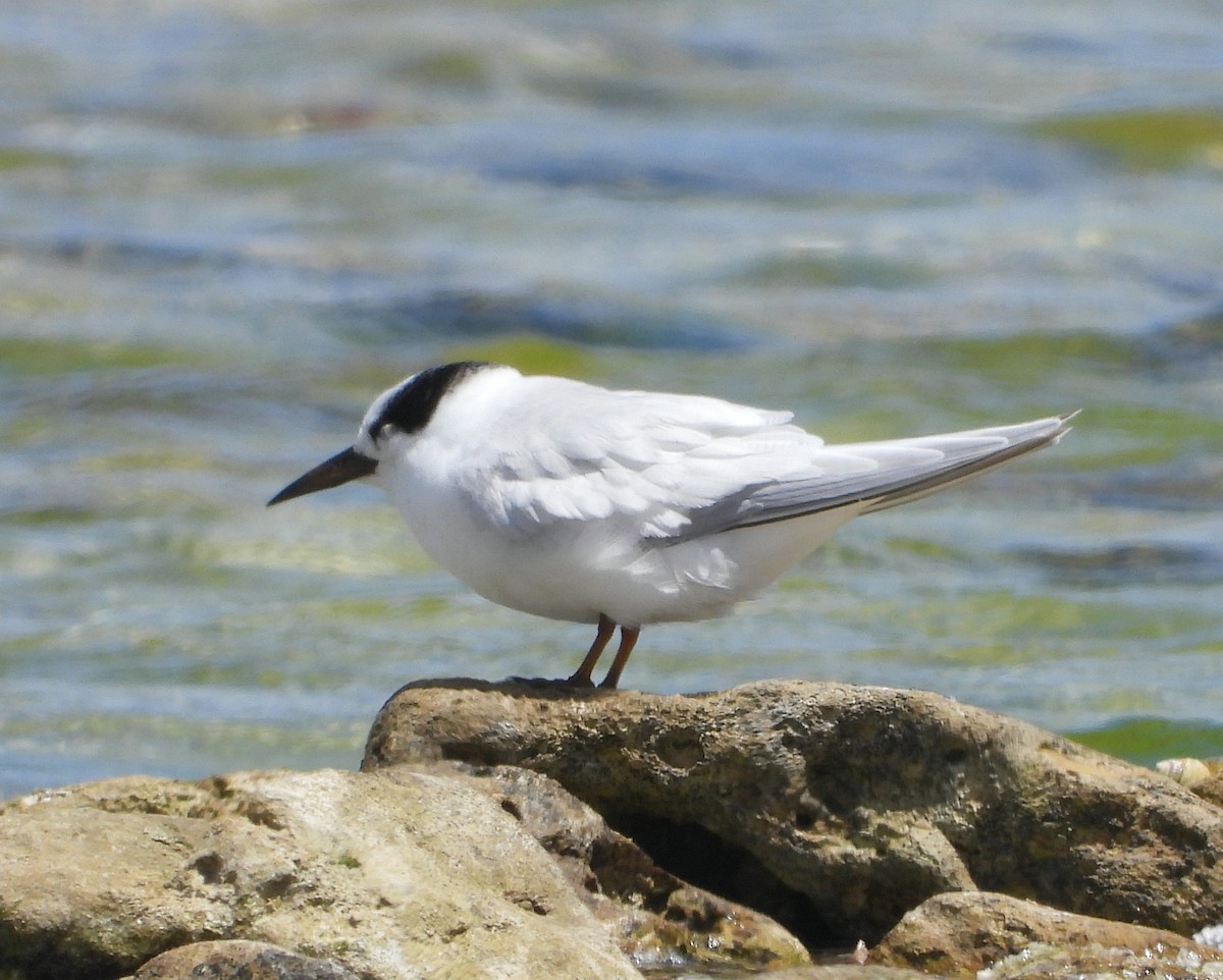 Крячок австралійський - ML627799412