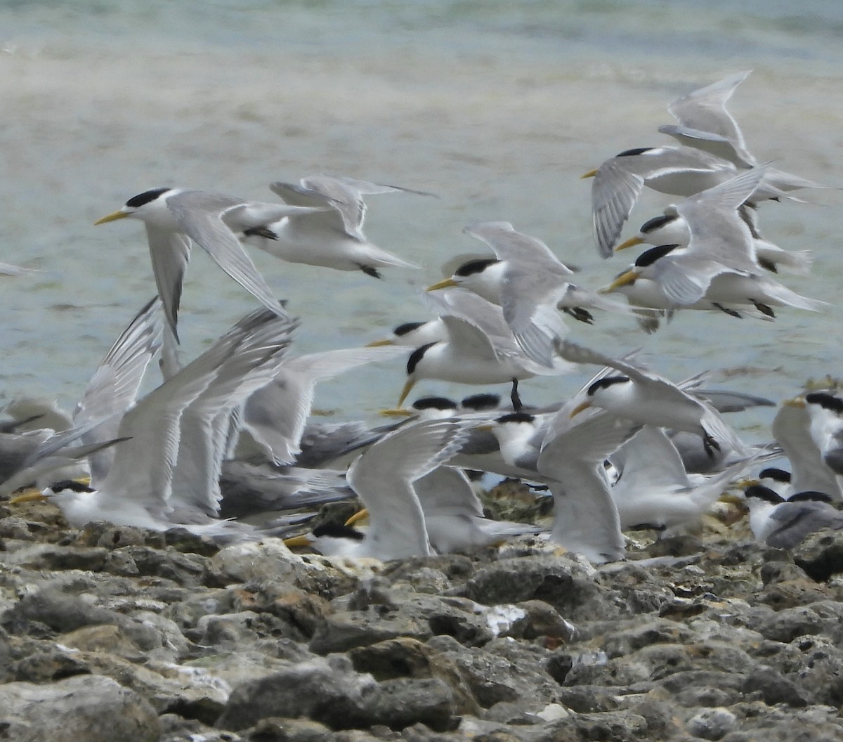 Крячок жовтодзьобий - ML627799413