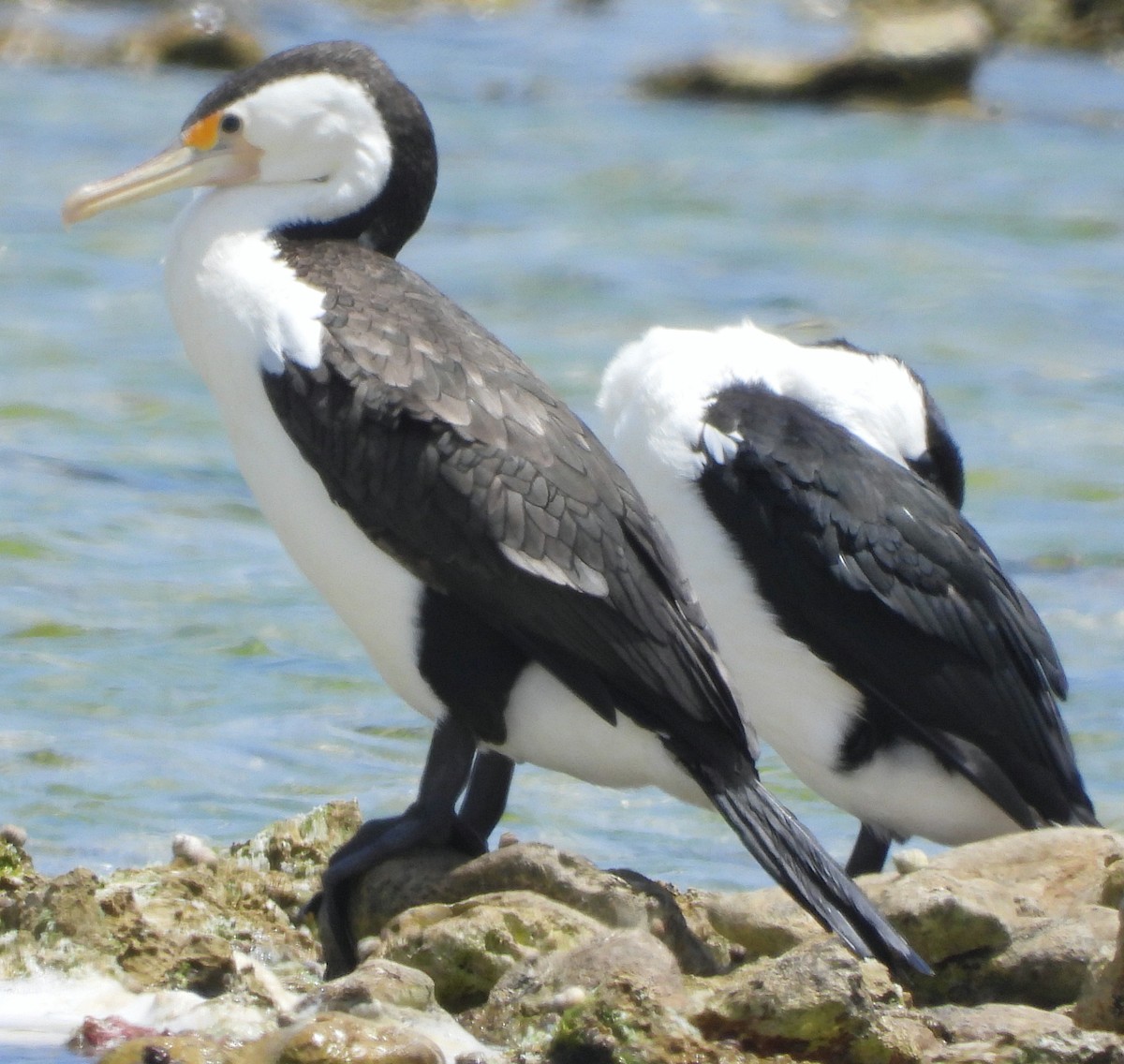 Баклан австралійський - ML627799414