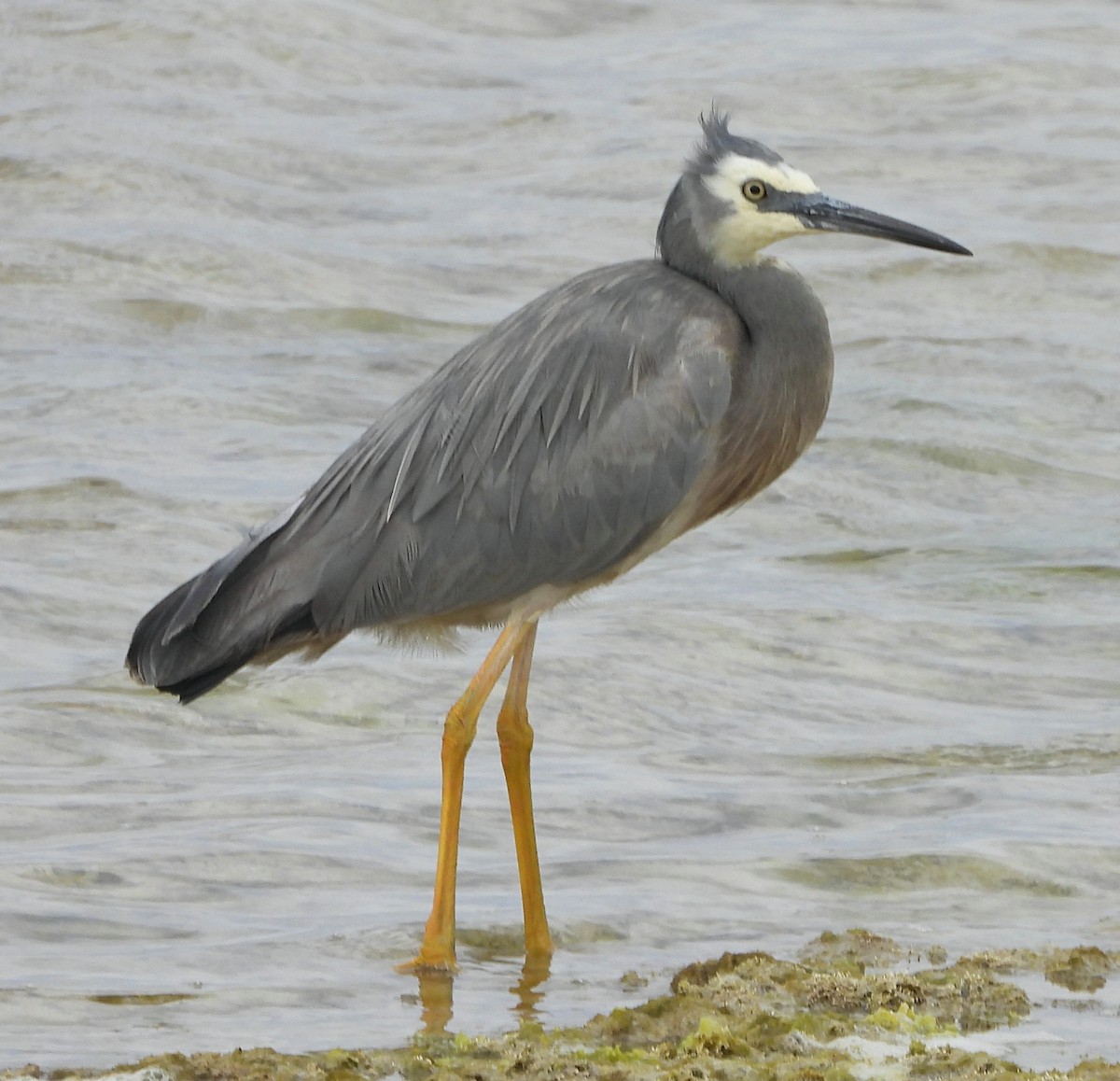Чепура австралійська - ML627799418