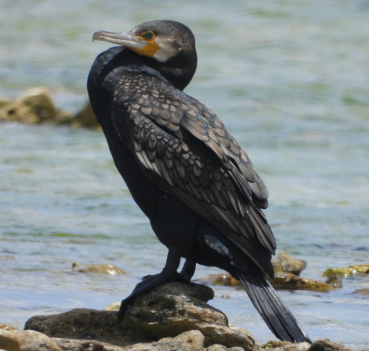 Баклан великий - ML627799419