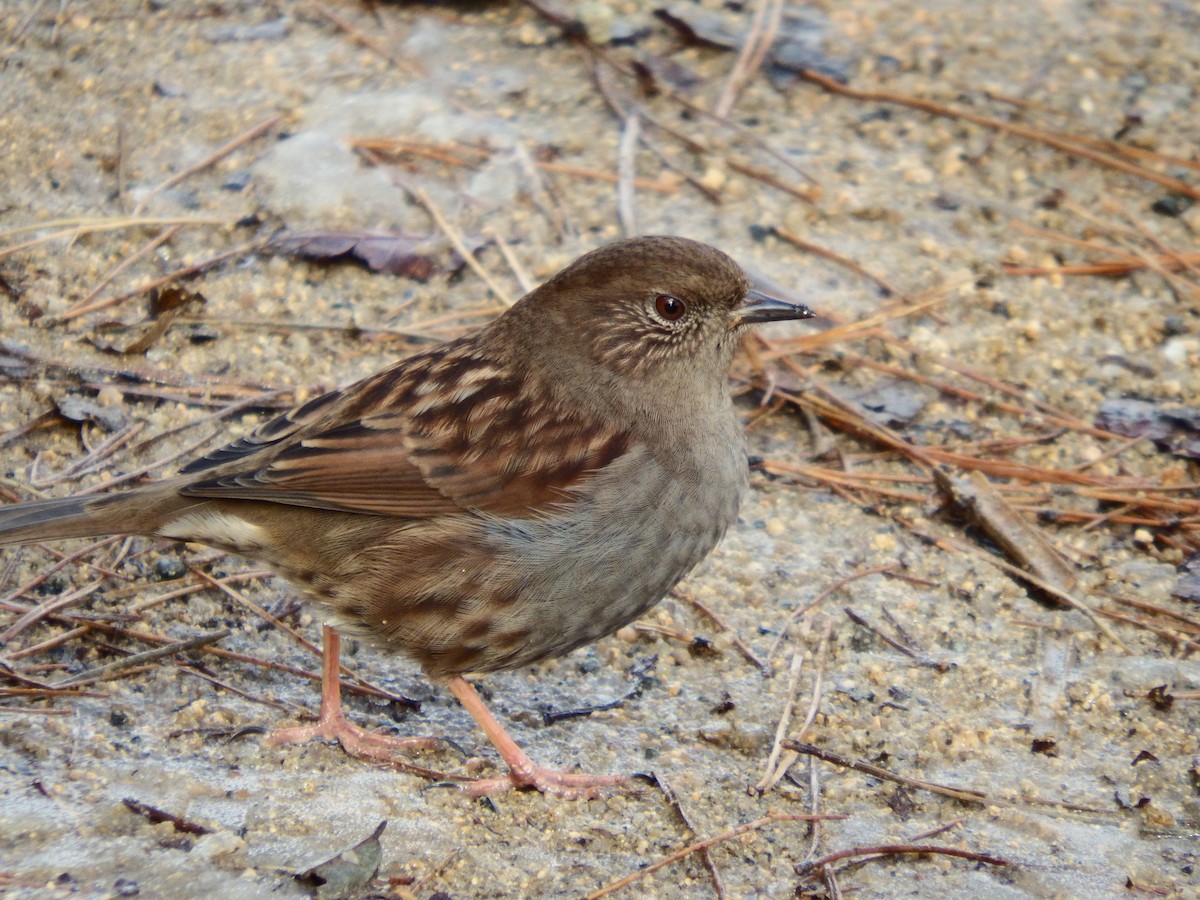 Japanese Accentor - ML627799447