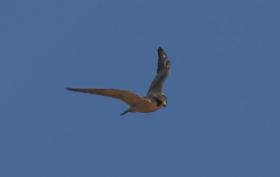 Peregrine Falcon (Barbary) - ML627799481