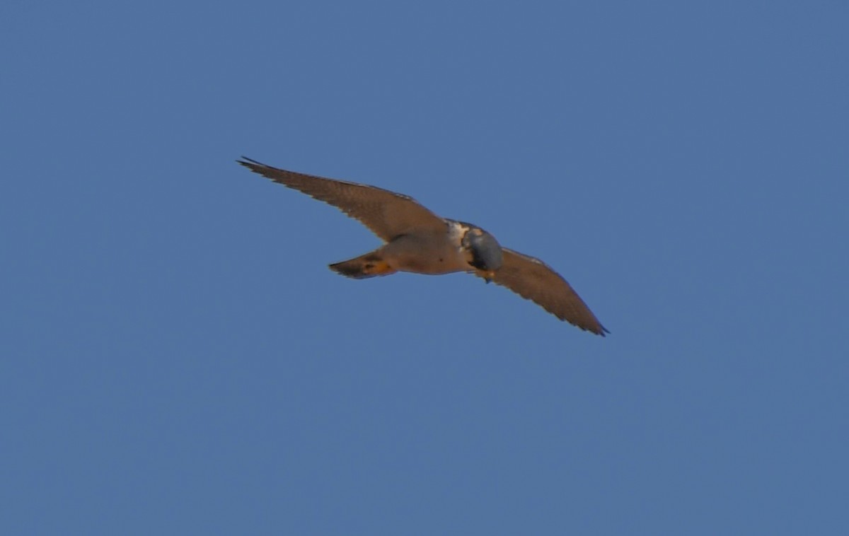 Peregrine Falcon (Barbary) - ML627799482