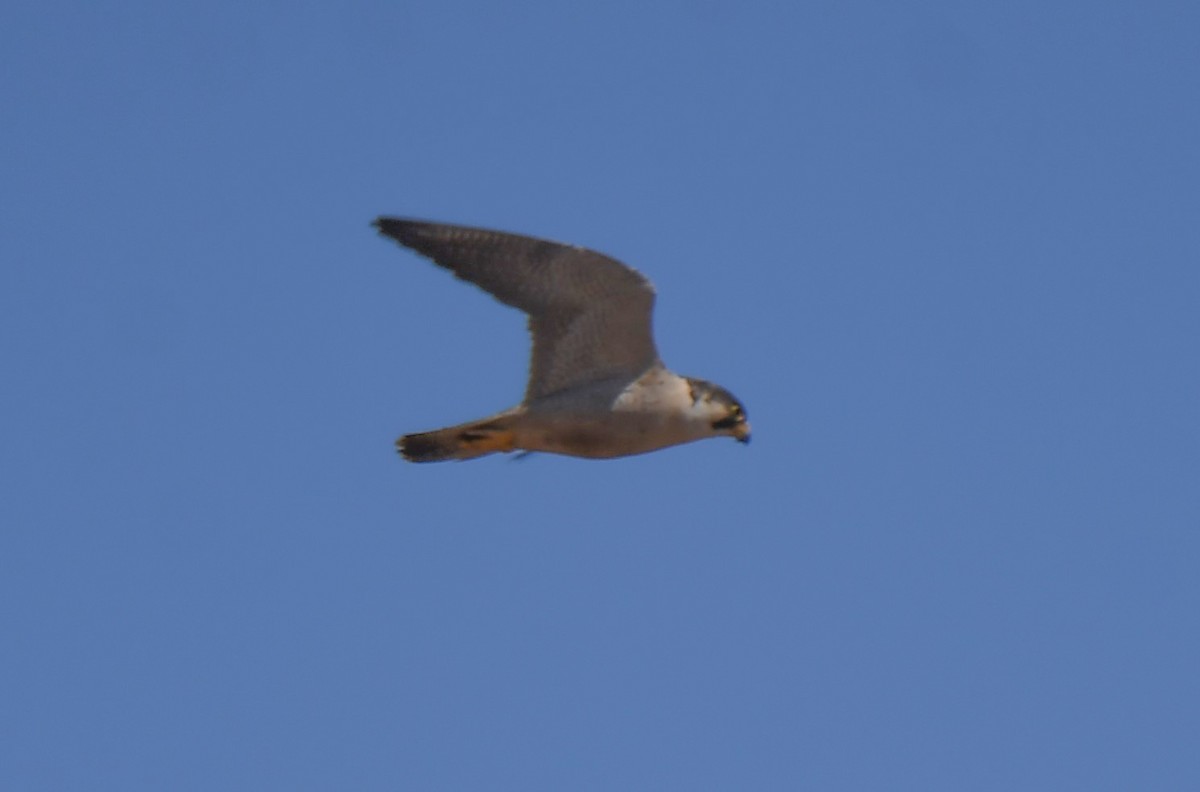 Peregrine Falcon (Barbary) - ML627799483