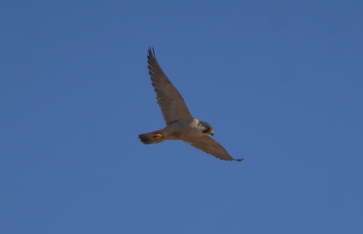 Peregrine Falcon (Barbary) - ML627799484