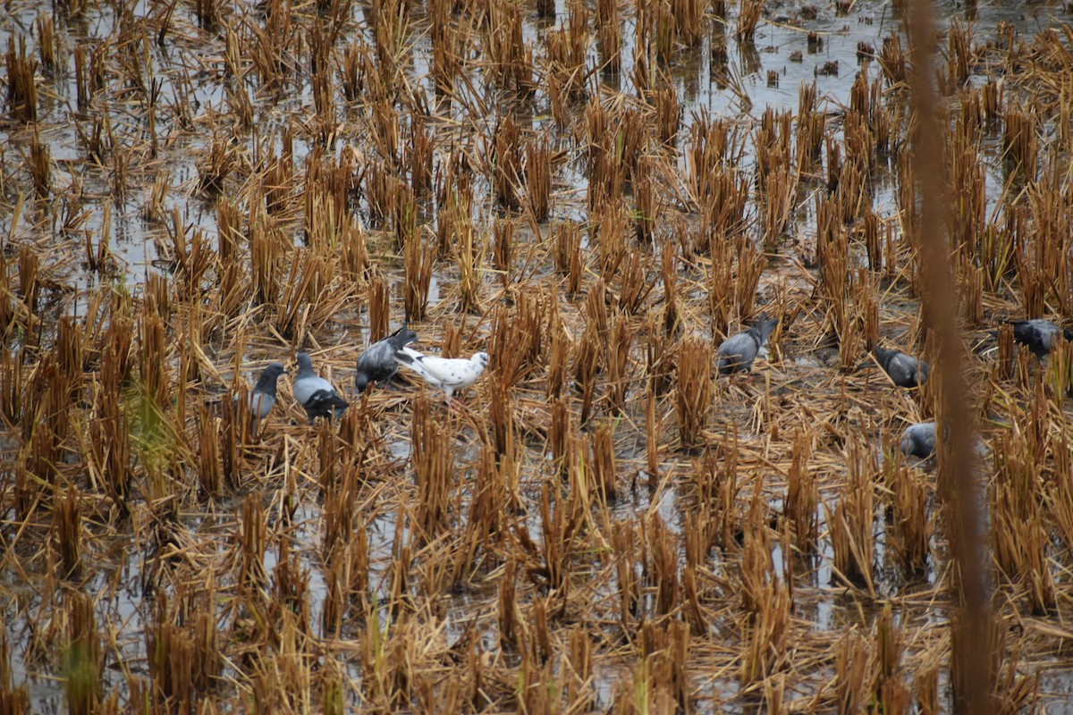 Rock Pigeon (Feral Pigeon) - ML627799490