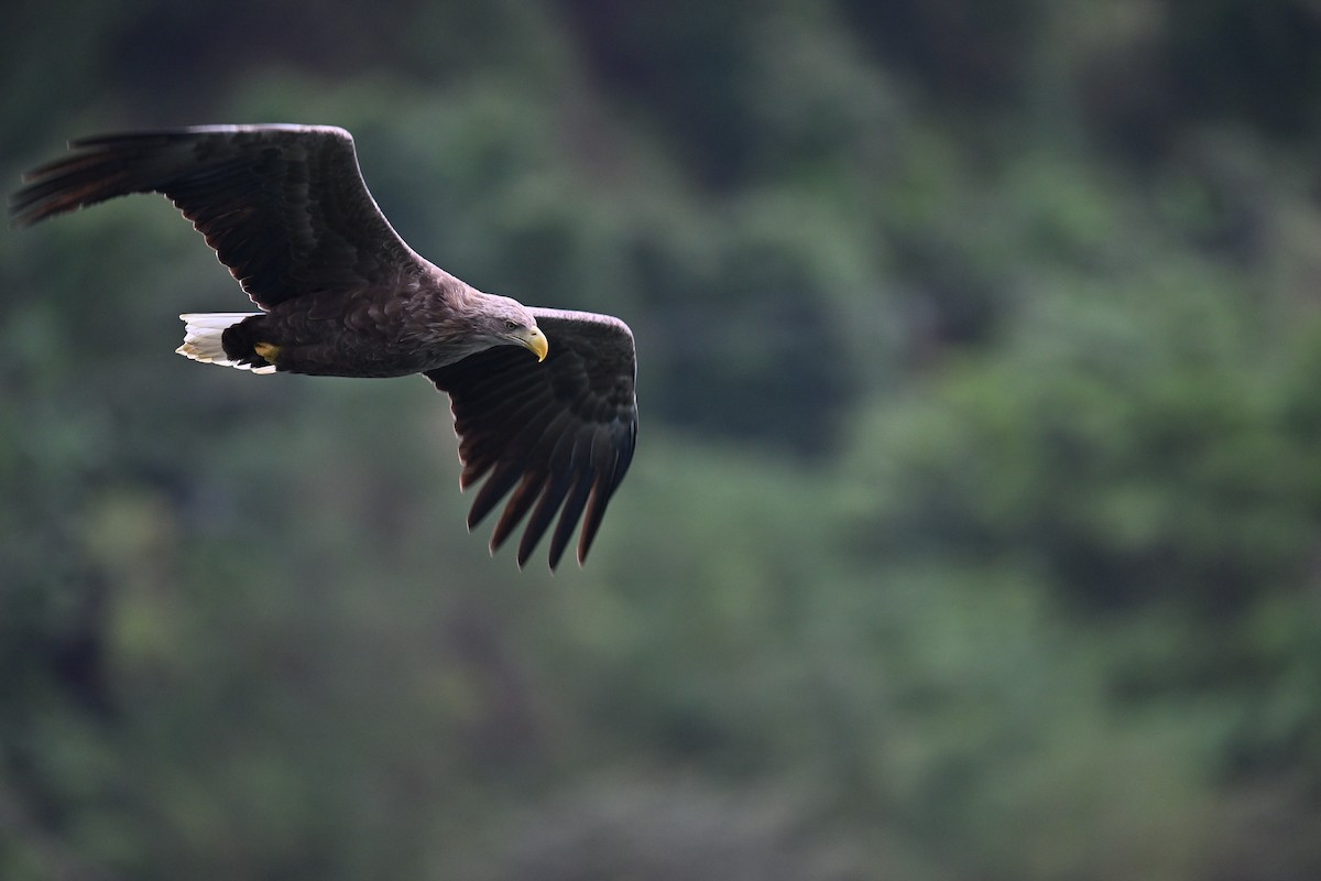 White-tailed Eagle - ML627799508