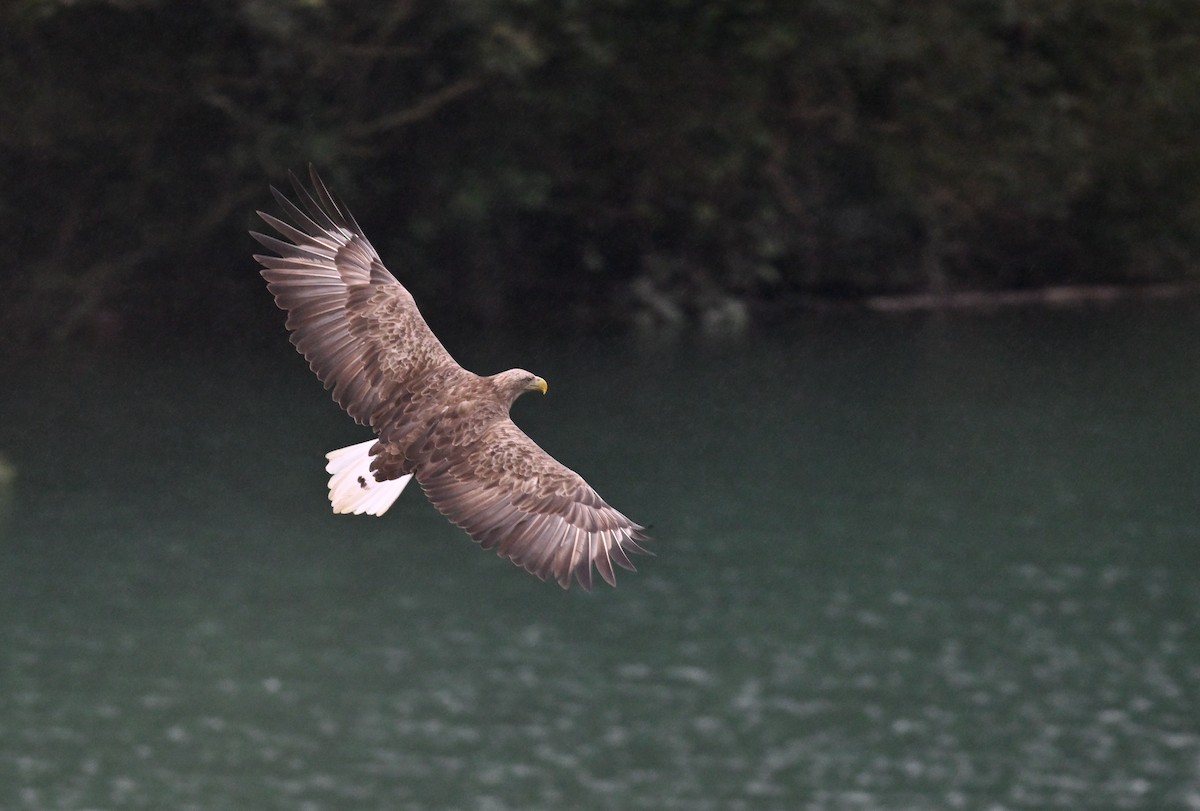 White-tailed Eagle - ML627799509